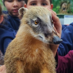 Escolha Animal