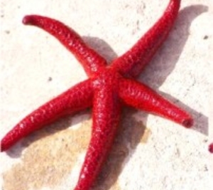 Estrela-do-Mar