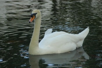 Cisne