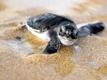 Tartaruga Marinha