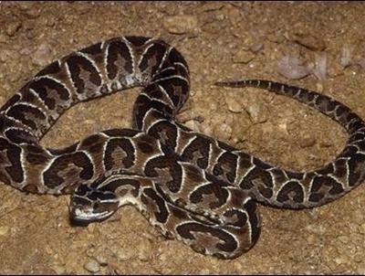 Cobra-cruzeiro