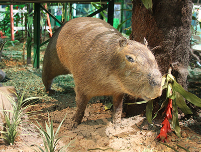 Capivara