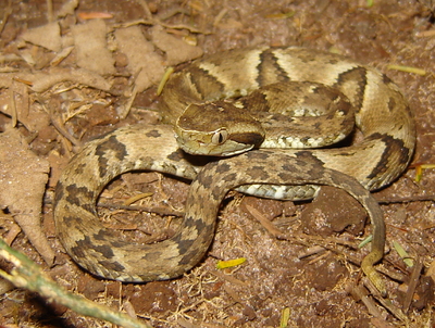 Jararaca