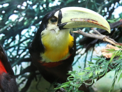 Tucano-de-bico-verde