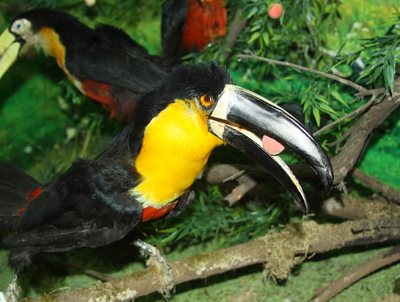 Tucano-de-bico-preto