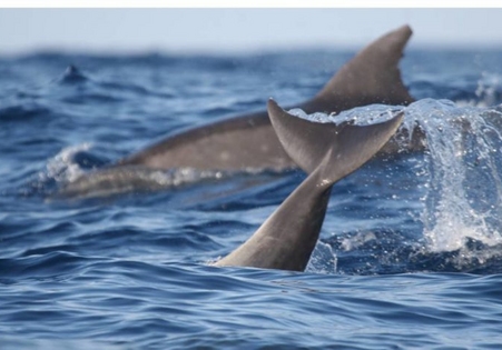 Unesc lança curso de pós-graduação em Biologia Marinha