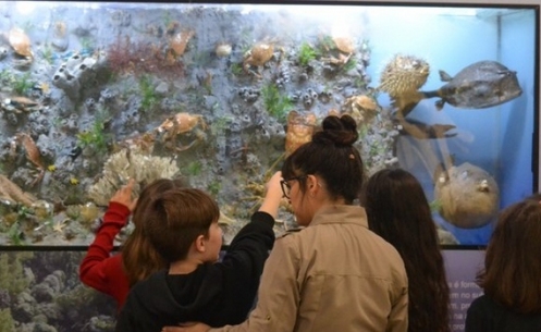 Museu de Zoologia da Unesc é sede do encontro estadual “Museu e Educação”