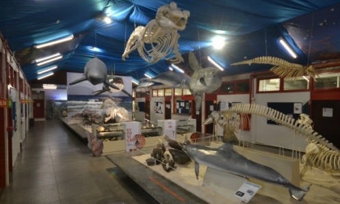 Museu de Zoologia da Unesc prepara experiência virtual e gratuita para a comunidade