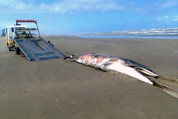 Baleia‐fin (Balaenoptera physalus) Praia da Caçamba, Balneário Arroio do Silva (2008).