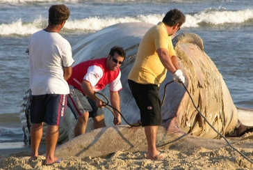 Baleia‐de‐Bryde (Balaenoptera edeni) Praia da Cigana, Laguna (2005).