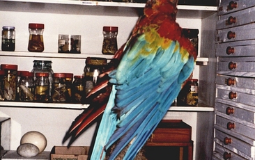 Primeira ave taxidermizada do Museu de Zoologia (1992): arara‐vermelha (Ara macao).
